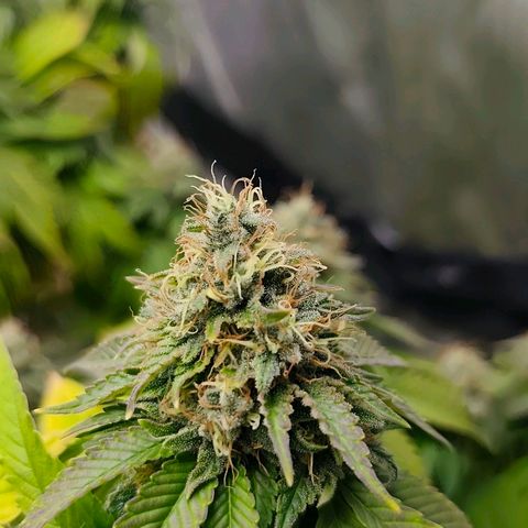 Sagrada Amnesia #2. 06 growlog timeline photo