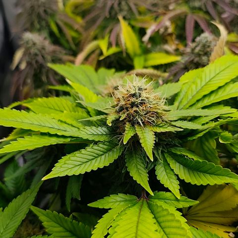 Sagrada Amnesia #3. 10 growlog timeline photo