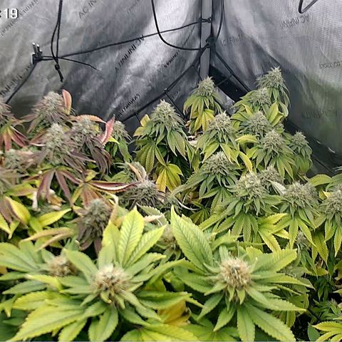 Sagrada Amnesia #2. 06 growlog timeline photo