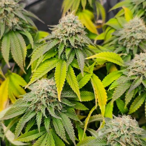 Sagrada Amnesia #2. 06 growlog timeline photo