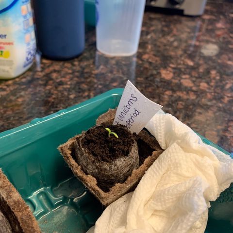 7 Unicorns 🦄  photoperiod  growlog timeline photo