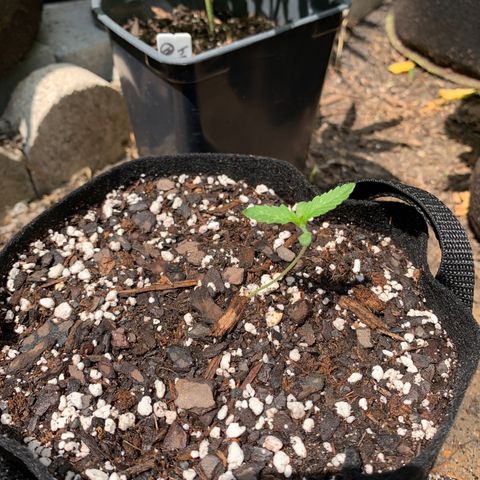 7 Unicorns 🦄  photoperiod  growlog timeline photo