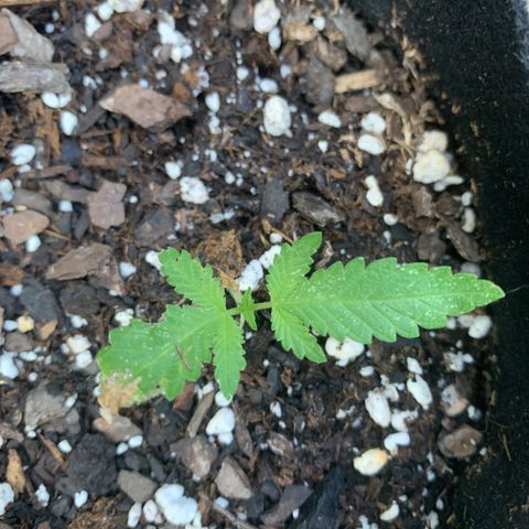 7 Unicorns 🦄  photoperiod  growlog timeline photo