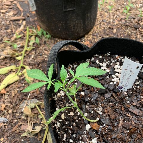 7 Unicorns 🦄  photoperiod  growlog timeline photo