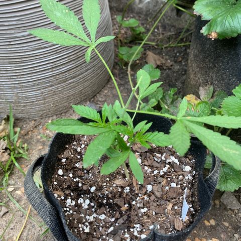 7 Unicorns 🦄  photoperiod  growlog timeline photo