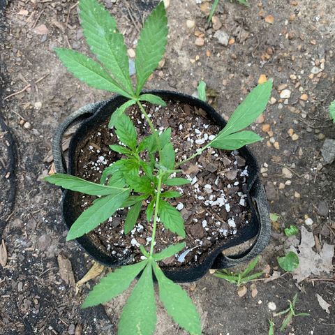 7 Unicorns 🦄  photoperiod  growlog timeline photo