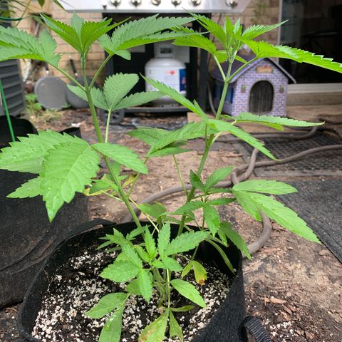 7 Unicorns 🦄  photoperiod  growlog timeline photo