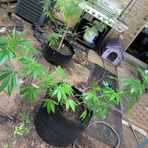 7 Unicorns 🦄  photoperiod  growlog timeline photo
