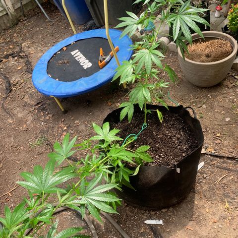 7 Unicorns 🦄  photoperiod  growlog timeline photo