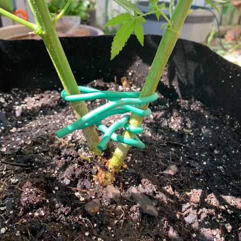 7 Unicorns 🦄  photoperiod  growlog timeline photo