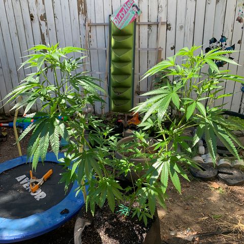 7 Unicorns 🦄  photoperiod  growlog timeline photo
