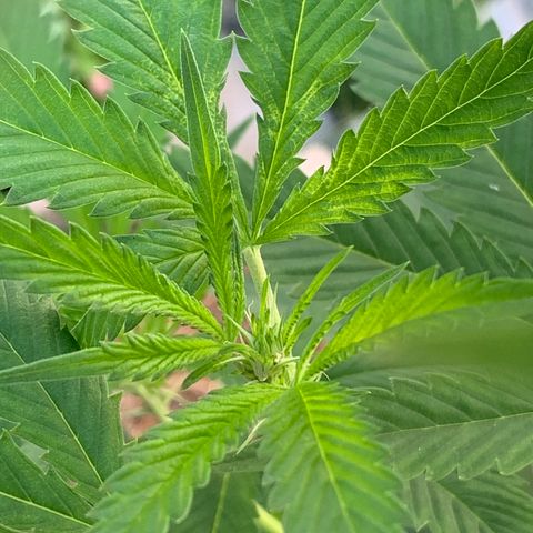 7 Unicorns 🦄  photoperiod  growlog timeline photo