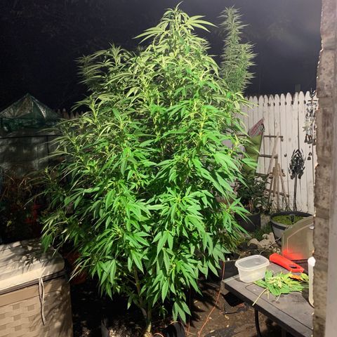 7 Unicorns 🦄  photoperiod  growlog timeline photo