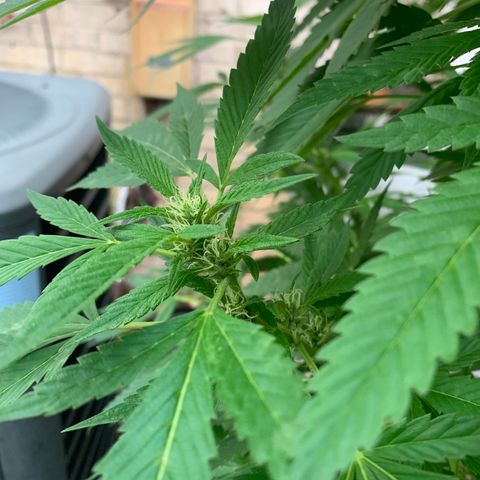 7 Unicorns 🦄  photoperiod  growlog timeline photo