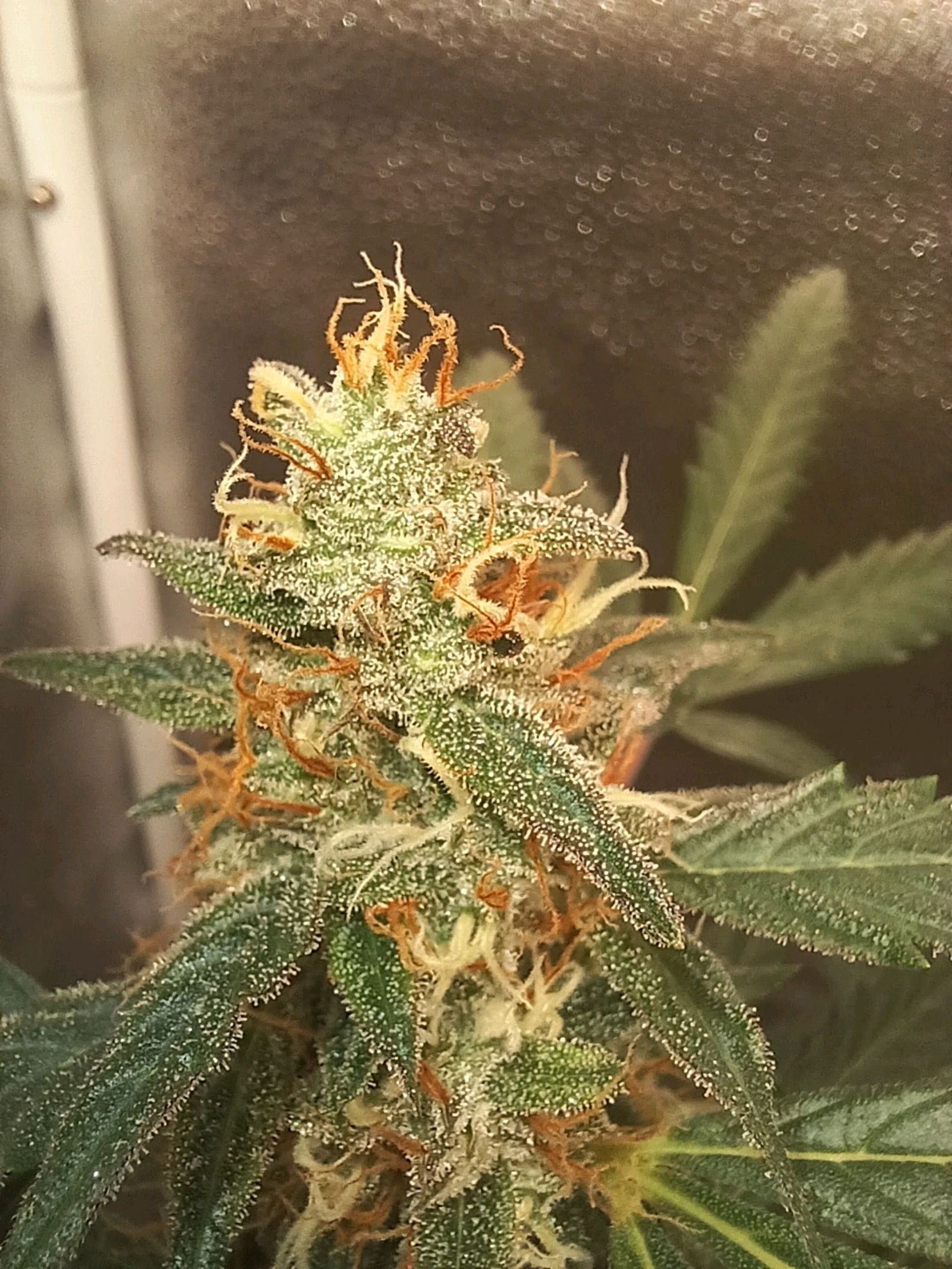 LSD Auto growlog header