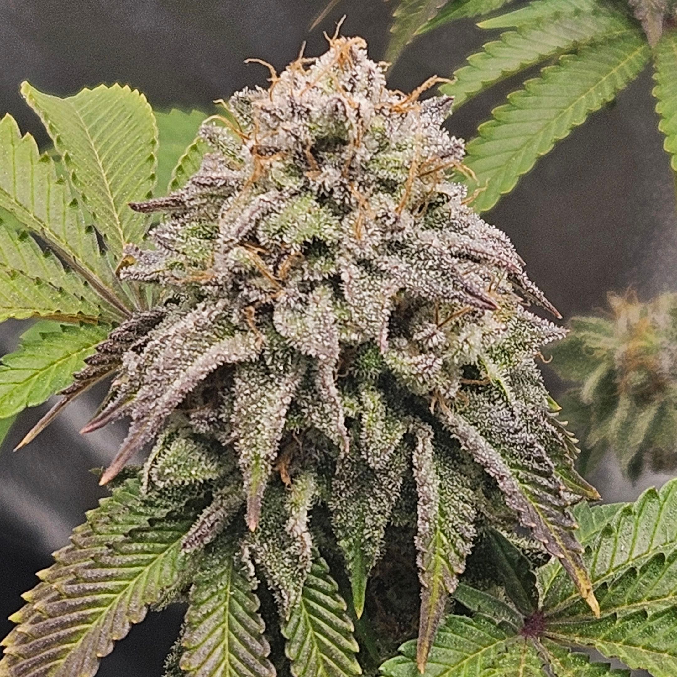 White Widow growlog header