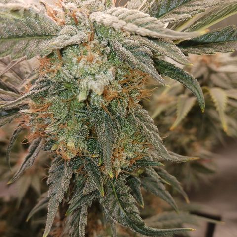 Purple Ghost Candy growlog timeline photo