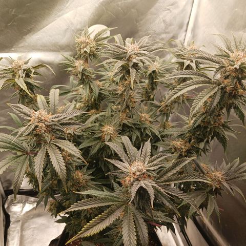 Purple Ghost Candy growlog timeline photo
