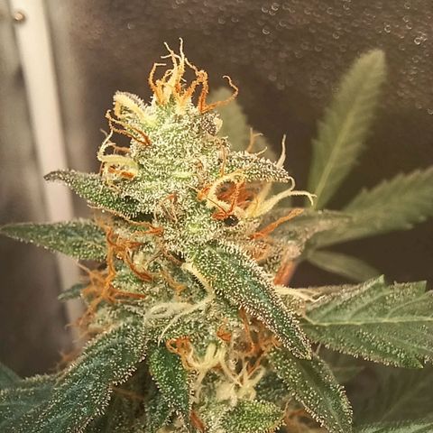 LSD Auto growlog in 3x3 SE3000