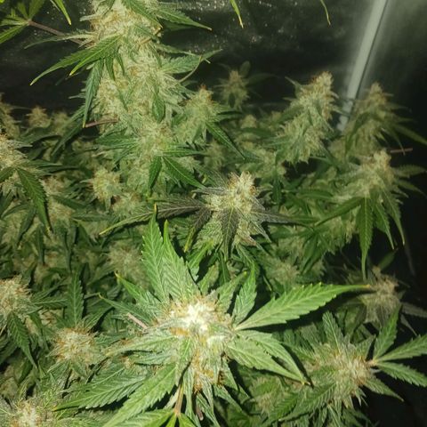 LSD Auto growlog photo