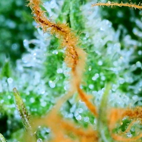 LSD Auto growlog photo
