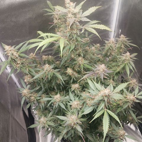 LSD Auto growlog timeline photo