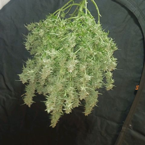 LSD Auto growlog timeline photo