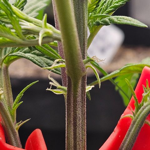 Sin City Seeds SinMintz ( Clone from Lindstrom Hydro Seed and Supply) growlog photo: Topped last weekend , moved to 3x3. Only giving Recharge so far
