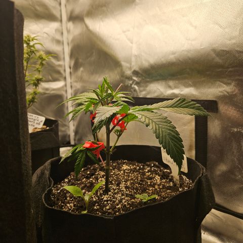 Sin City Seeds SinMintz ( Clone from Lindstrom Hydro Seed and Supply) growlog photo: Topped last weekend , moved to 3x3. Only giving Recharge so far