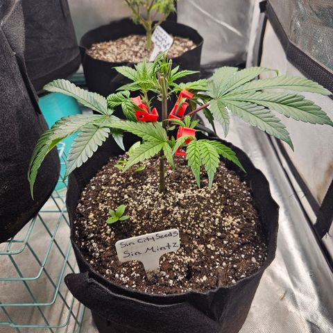 Sin City Seeds SinMintz ( Clone from Lindstrom Hydro Seed and Supply) growlog photo: Topped last weekend , moved to 3x3. Only giving Recharge so far