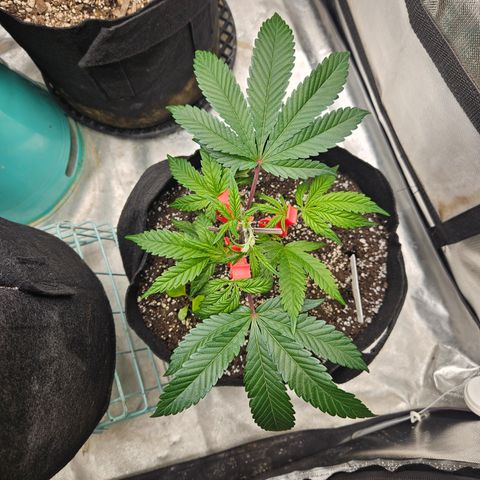 Sin City Seeds SinMintz ( Clone from Lindstrom Hydro Seed and Supply) growlog photo: Topped last weekend , moved to 3x3. Only giving Recharge so far