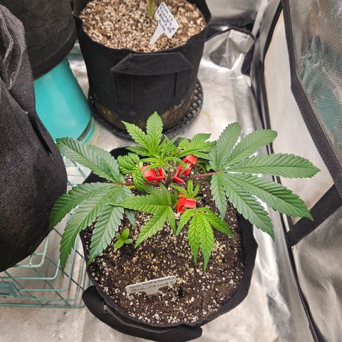 Sin City Seeds SinMintz ( Clone from Lindstrom Hydro Seed and Supply) growlog photo: Topped last weekend , moved to 3x3. Only giving Recharge so far