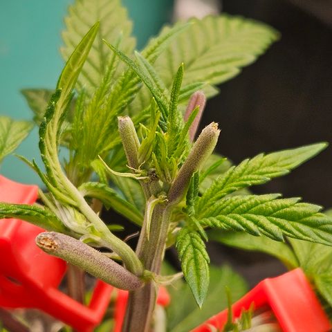Sin City Seeds SinMintz ( Clone from Lindstrom Hydro Seed and Supply) growlog photo: Topped last weekend , moved to 3x3. Only giving Recharge so far