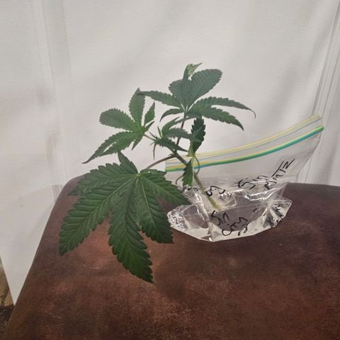 Sin City Seeds SinMintz ( Clone from Lindstrom Hydro Seed and Supply) growlog photo: Picked up today
3 gallon pit with Coast of Maine