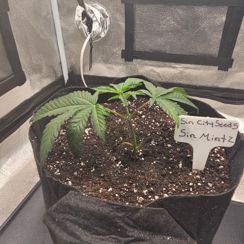 Sin City Seeds SinMintz ( Clone from Lindstrom Hydro Seed and Supply) growlog photo: Picked up today
3 gallon pit with Coast of Maine