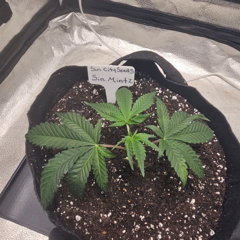 Sin City Seeds SinMintz ( Clone from Lindstrom Hydro Seed and Supply) growlog photo: Picked up today
3 gallon pit with Coast of Maine