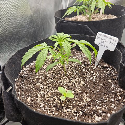 Humboldt Seeds Emerald Fire OG Auto growlog timeline photo