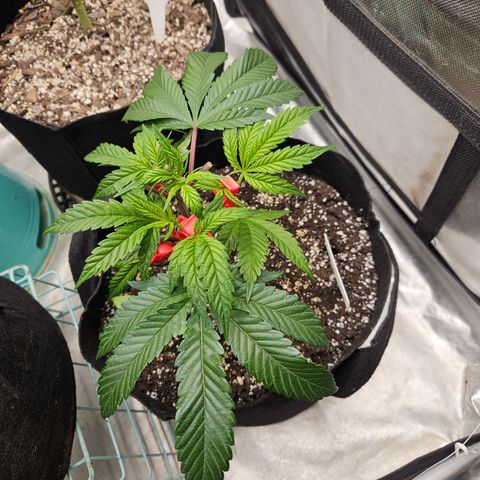 Sin City Seeds SinMintz ( Clone from Lindstrom Hydro Seed and Supply) growlog timeline photo