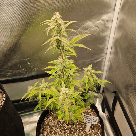 Mephisto Alien vs Triangle X 3 Bears OG Auto growlog timeline photo