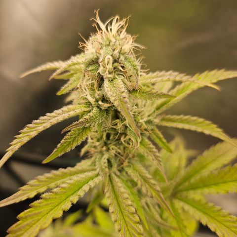Mephisto Alien vs Triangle X 3 Bears OG Auto growlog timeline photo