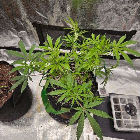 Purple Ghost Candy growlog timeline photo