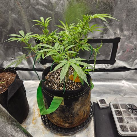 Purple Ghost Candy growlog timeline photo