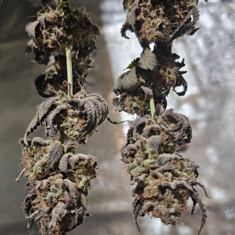 White Widow growlog photo:  Drying
Day 4
