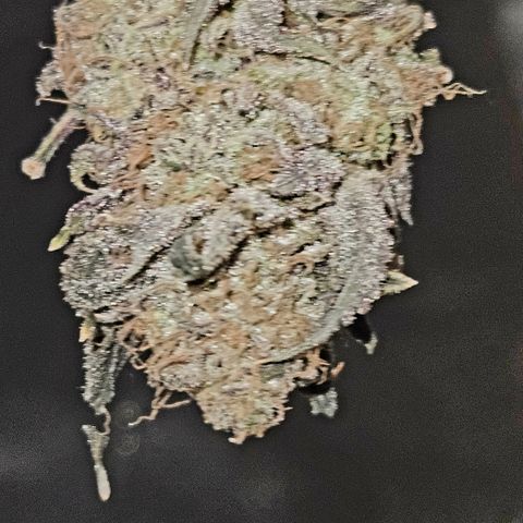 White Widow growlog photo:  Drying
Day 4
