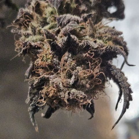 White Widow growlog photo:  Drying
Day 4
