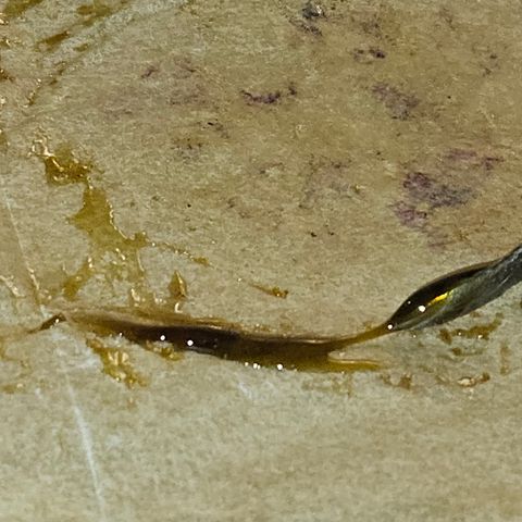 White Widow growlog timeline photo