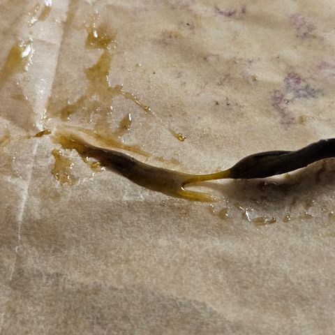 White Widow growlog timeline photo