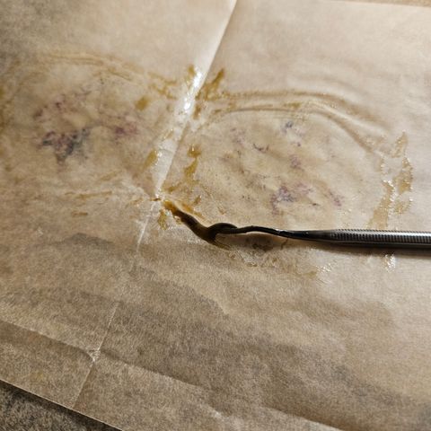 White Widow growlog timeline photo