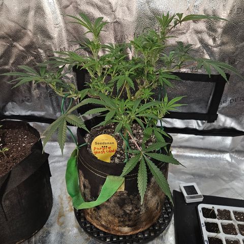 Purple Ghost Candy growlog timeline photo