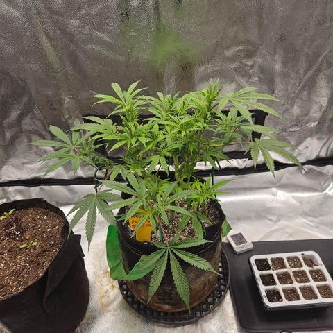 Purple Ghost Candy growlog timeline photo